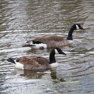 Meet your Posher, Cassandra